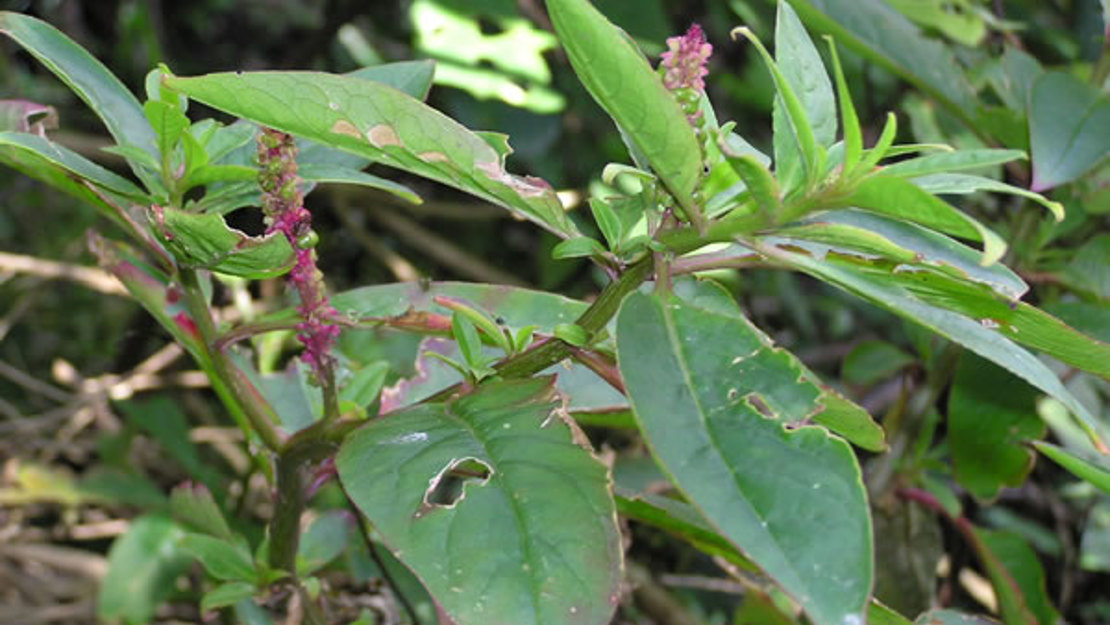 Inkweed leaf tips and flower heads.