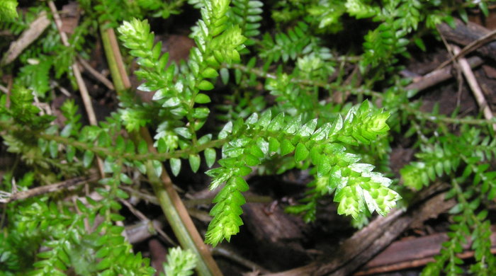 Close up image of African club moss stems and leaves.