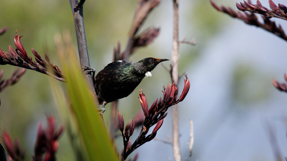 A tuī sits on a harakeke leaf surround by harakeke flowers.