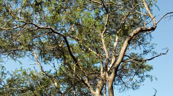 A large prickly leaved wattle tree.