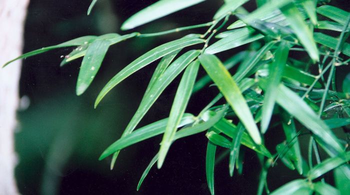 Close up of scrambling lily leaves.