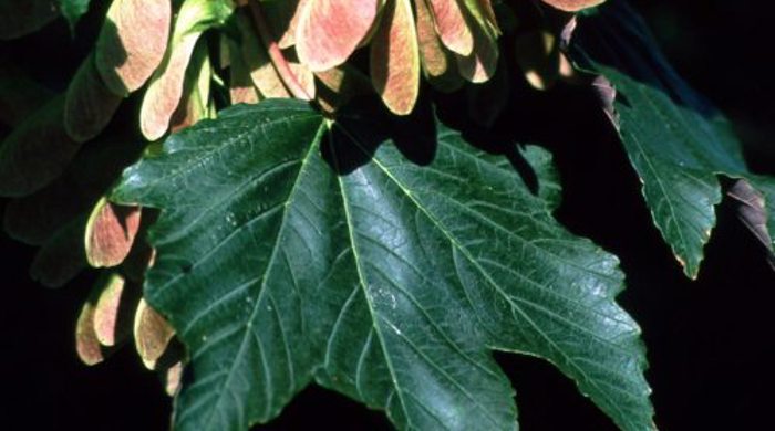 Close up of Sycamore seeds maturing with leaves.