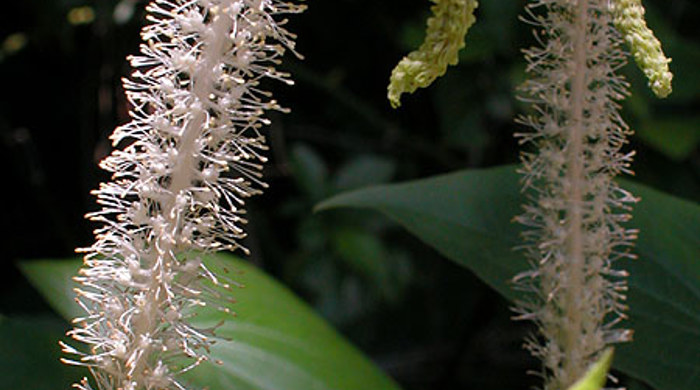 Two Lizard's Tail flowers and new leaves.