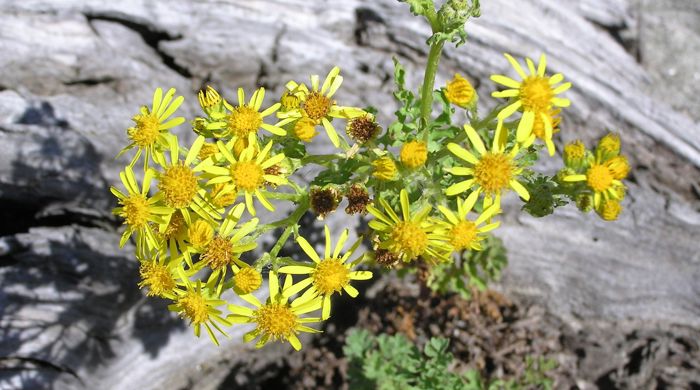 Close up of ragwort flowers.