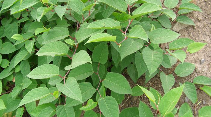 Asiatic knotweed spreading over bare ground.