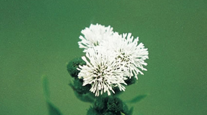 Close up of Senegal tea flowers.