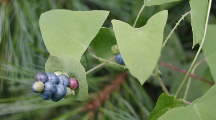 Close up of a cluster of berries from the devil's tail.