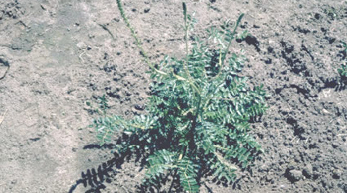 Sheep's bur growing in a cluster. 