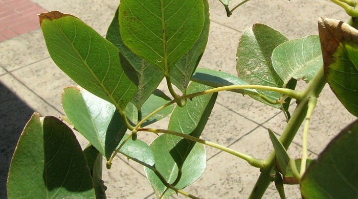 Close up of coral tree leaves.