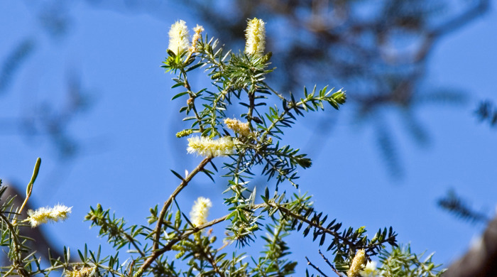 A prickly leaved wattle tree with lots of flowers.