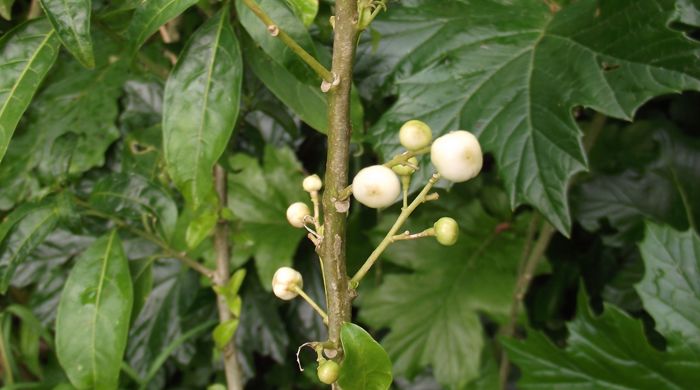 Close up of queen of the night berries.