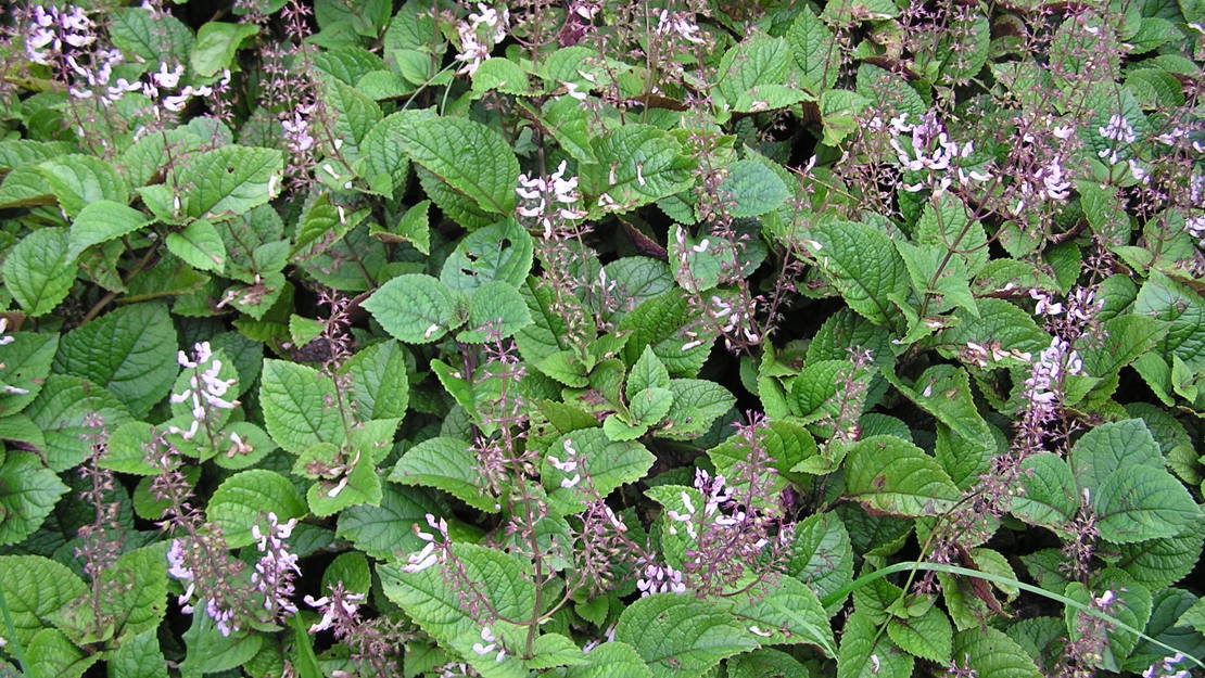 A mat of Plectranthus in flower.