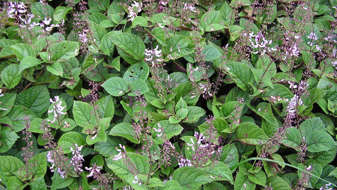 A mat of Plectranthus in flower.