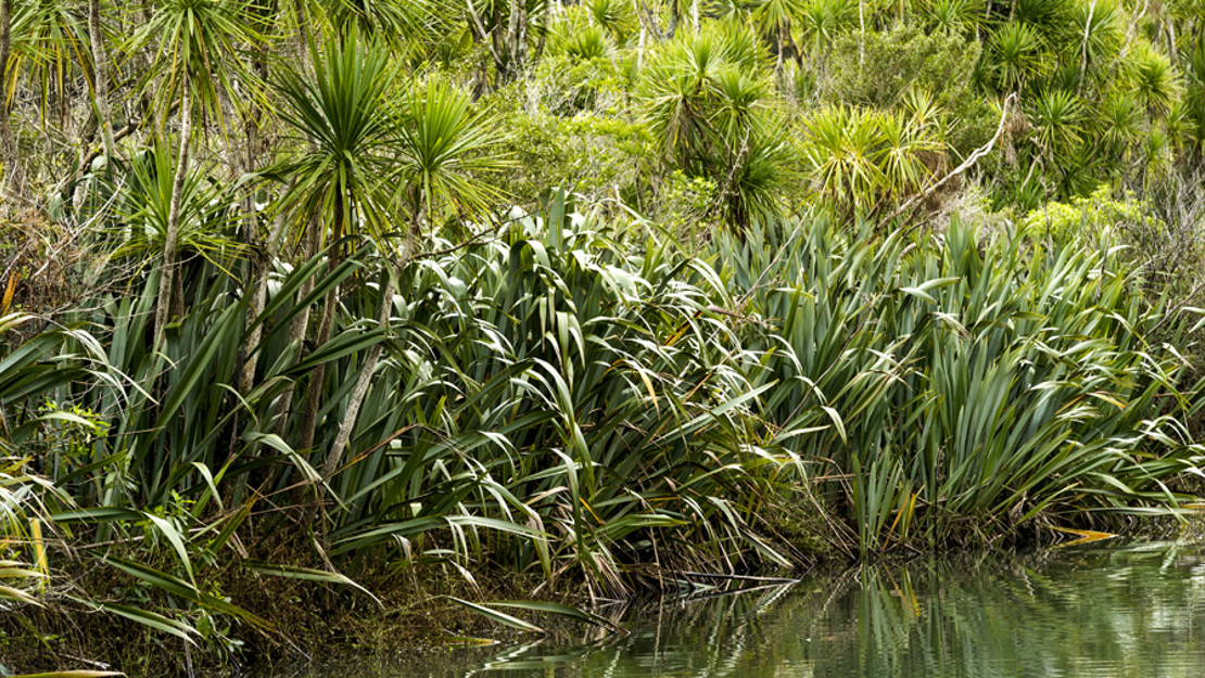 Harakeke (flax) and tī kōuka cabbage trees line the waters' edge.