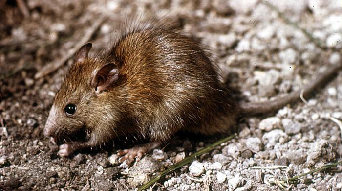 A stout ship rat nibbling on something..