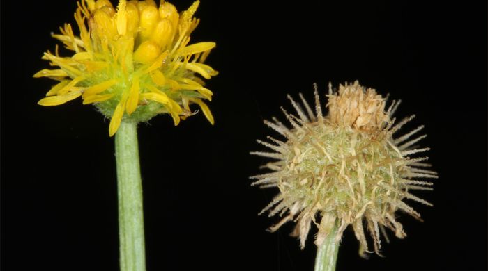 A close up shot of a bur daisy flower in bloom and drying out. 