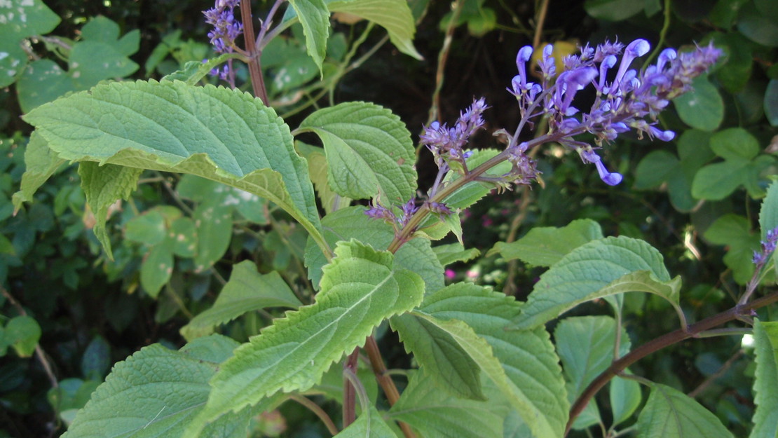 Blue spur flower in bloom.