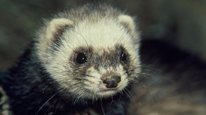 Ferret in the night.