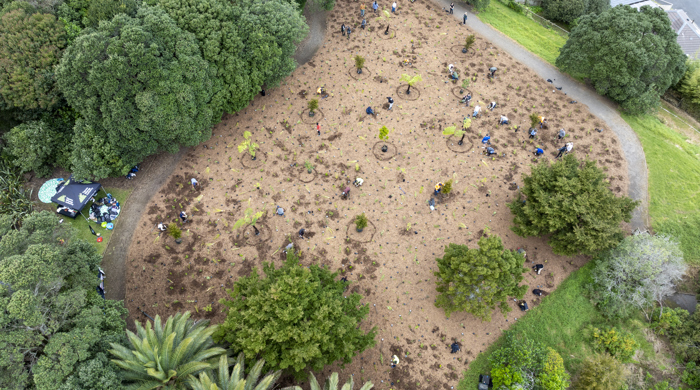 An aerial view of a flat area that is being planted, surrounded by a path and mature trees