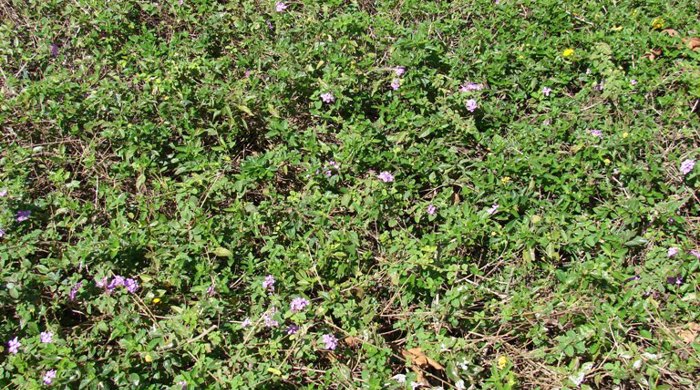 A dense mat of Trailing Lantana.