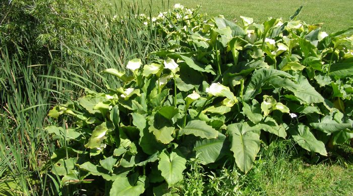 Arum lily growing unchecked in a grassy park.