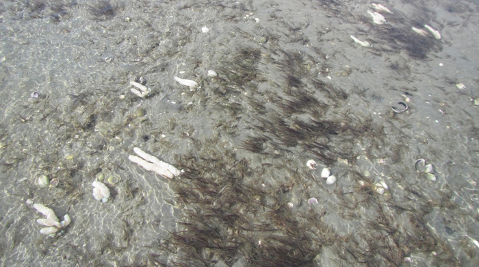 Australian droplet tunicate in shallow water.