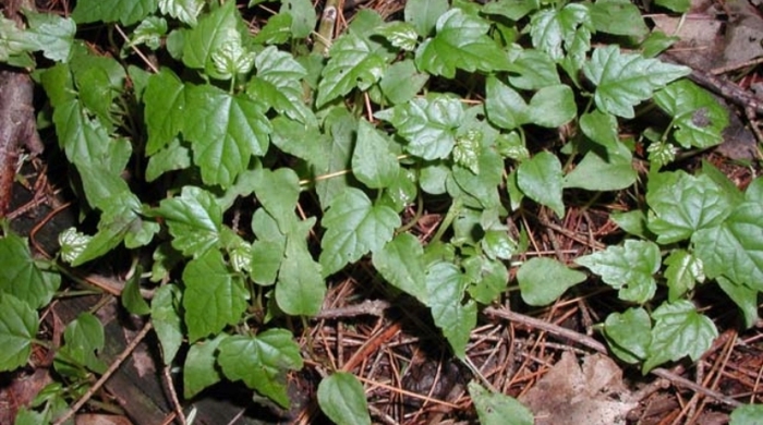 Close up of porcelain berry leaves.