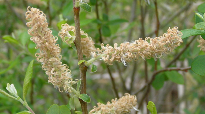 Close up of Grey Willow seed heads and mature seed floss.