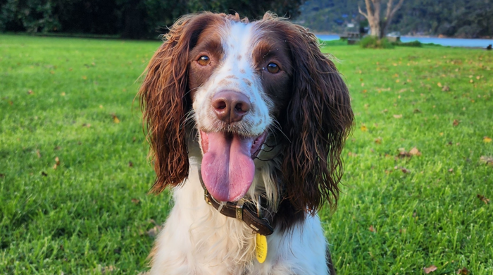 Portrait of Jamie, an Auckland Council conservation dog. Mary is an English Springer Spaniel breed and has white and light brown fur.