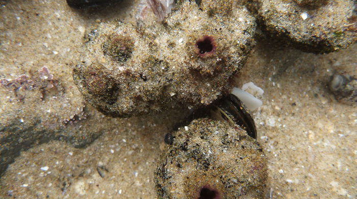 Top down view of a pyura sea squirt.