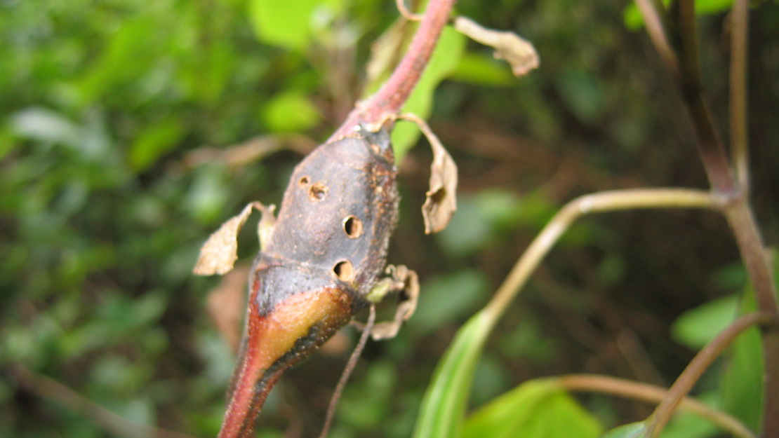 Close up of Mexican Devil seed pod.