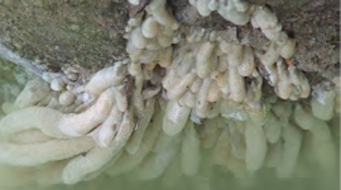 Australian droplet tunicate gripping the side of a rock and half underwater.