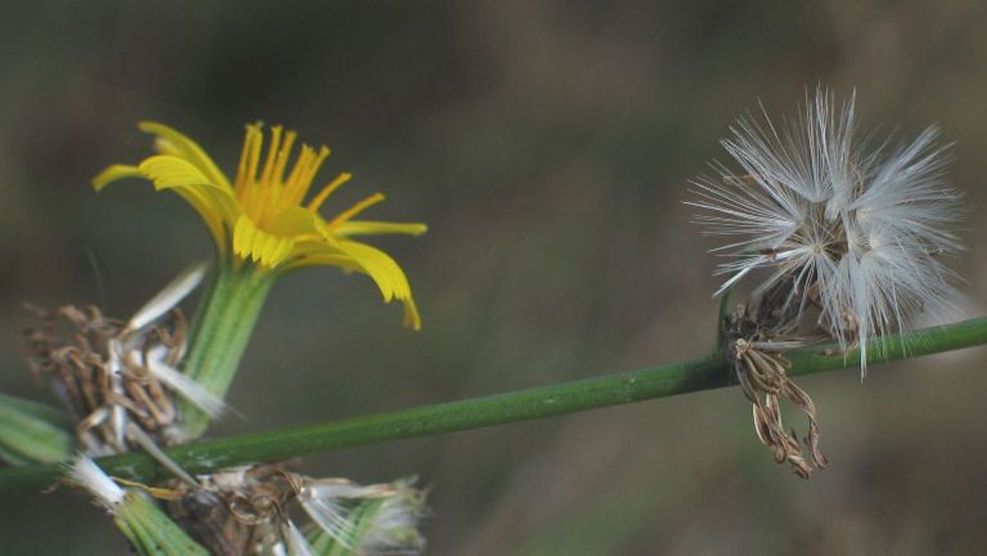 Close up of skeleton weed flowers.