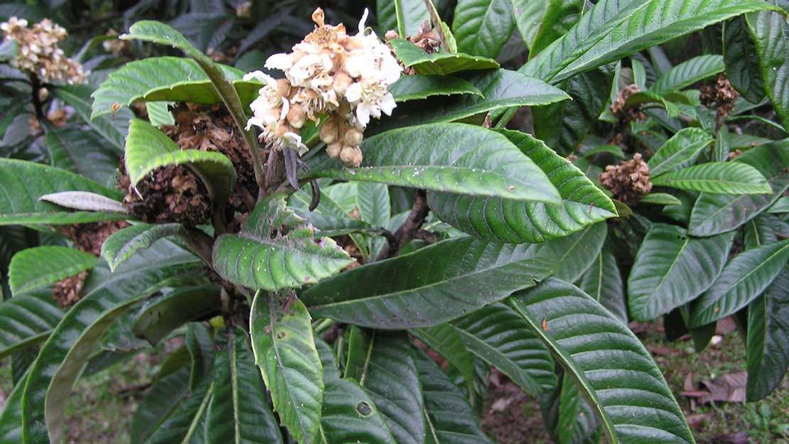 Loquat tree in flower.