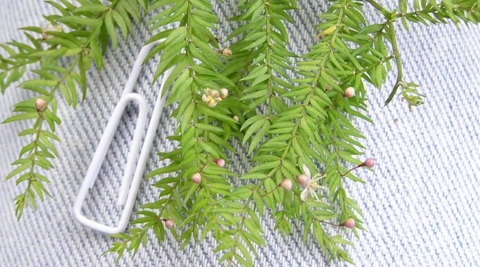 Branch of climbing asparagus on a table next to a paper clip for scale.