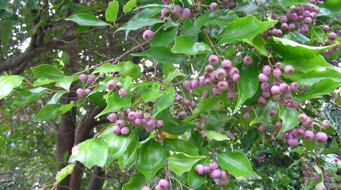 Monkey Apple leaf tips with fruit.