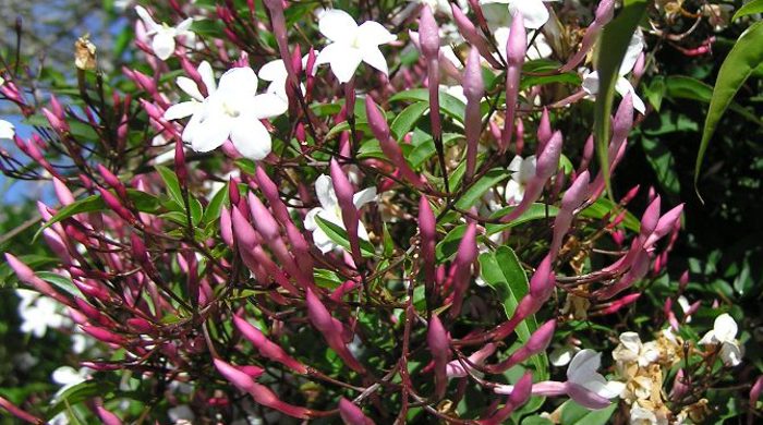 Jasmine flowers and flower buds.