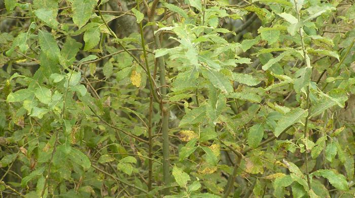 Young Grey Willow tree with end of season foliage.