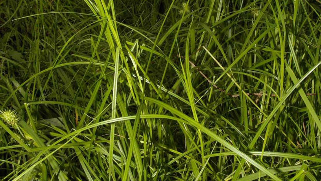 Carex scoparia at night.