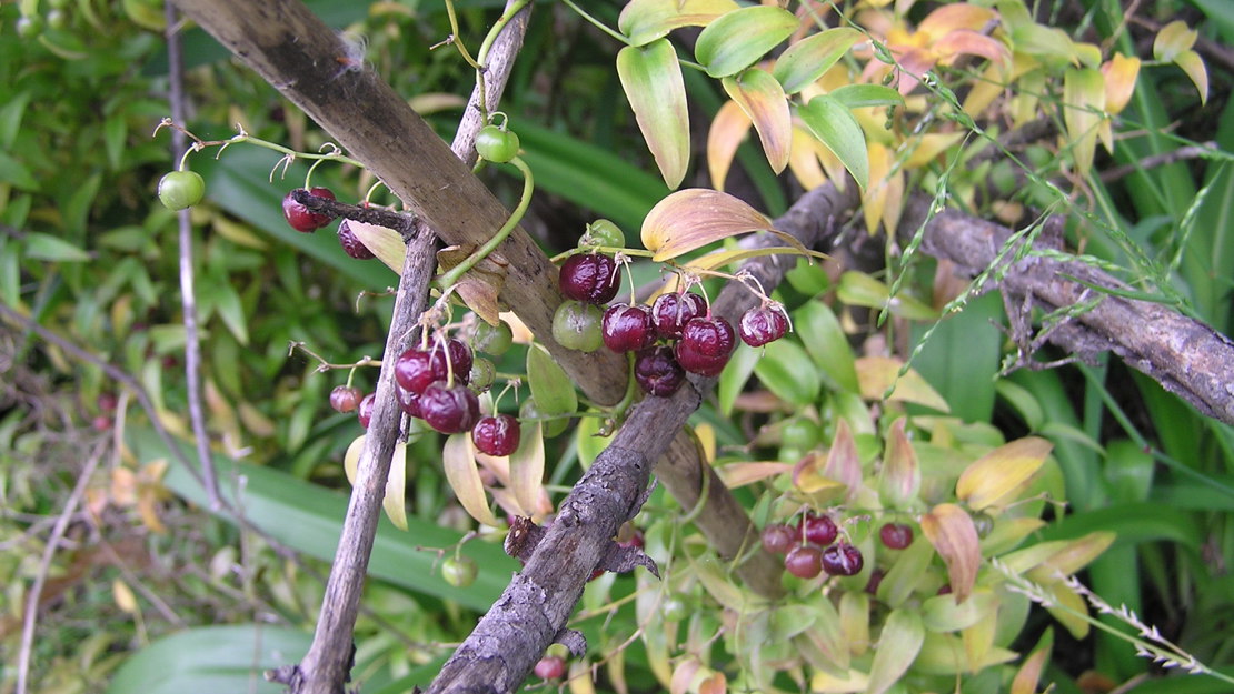 Close up of smilax berries.