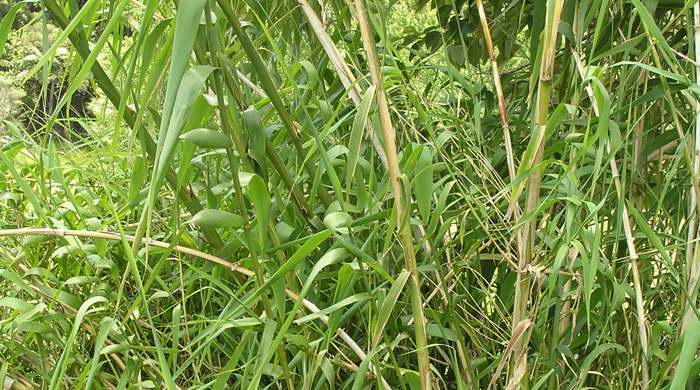 Tall stalks of giant reed.