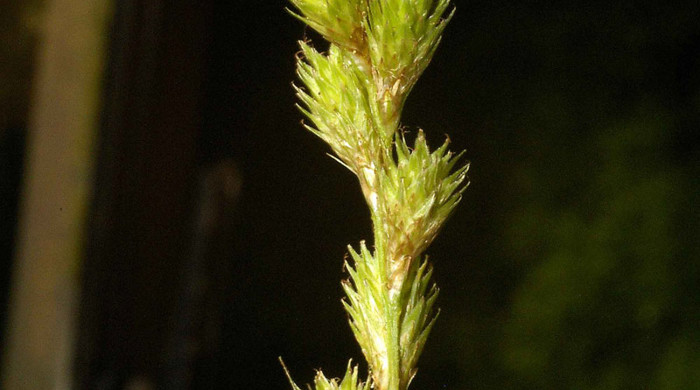 Close up of carex tribuloides.