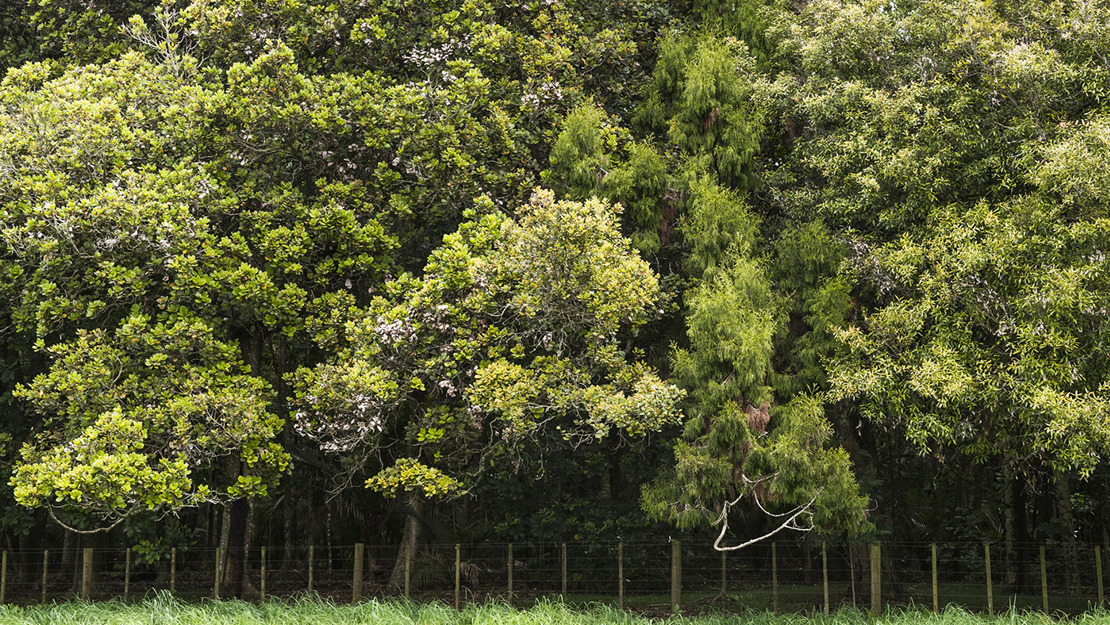 Section of taraire, tawa, and podocarp forest fenced off from pasture land.