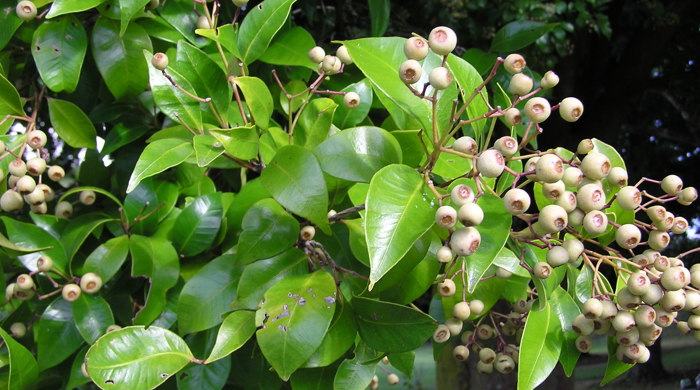 Monkey Apple leaf tips with fruit.