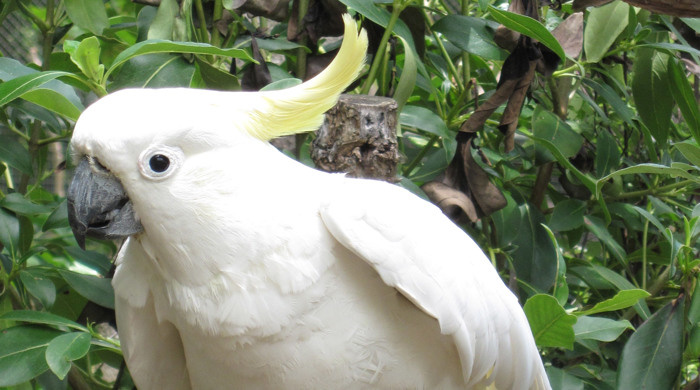 Sulphur crested cockatoo looking inquisitively at the camera.