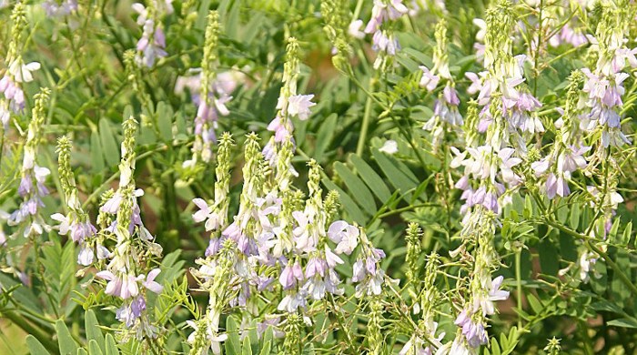 Stalks of goat's rue growing in a field.