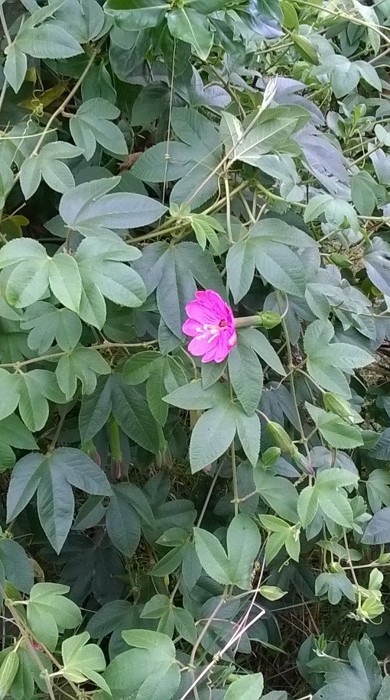 A wall of banana passionfruit leaves with a bright pink flower in the middle.