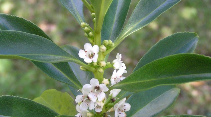 Hand holding Tasmanian Ngaio stem tip with leaves and flowers.