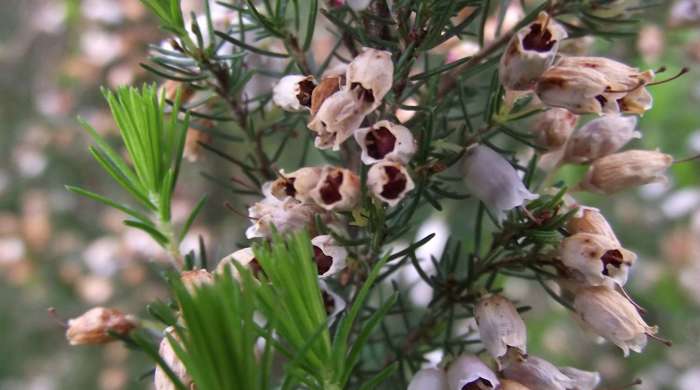 Close up of Spanish heath flowers.