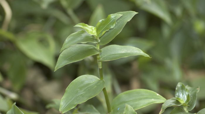 Close up of Tradescantia leaf tips.